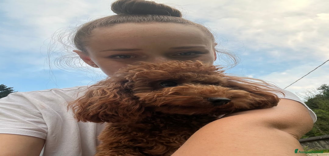 Immagine della galleria {{count}}