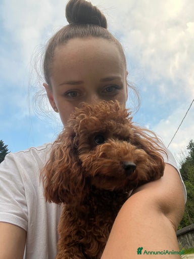 Immagine della galleria {{count}}