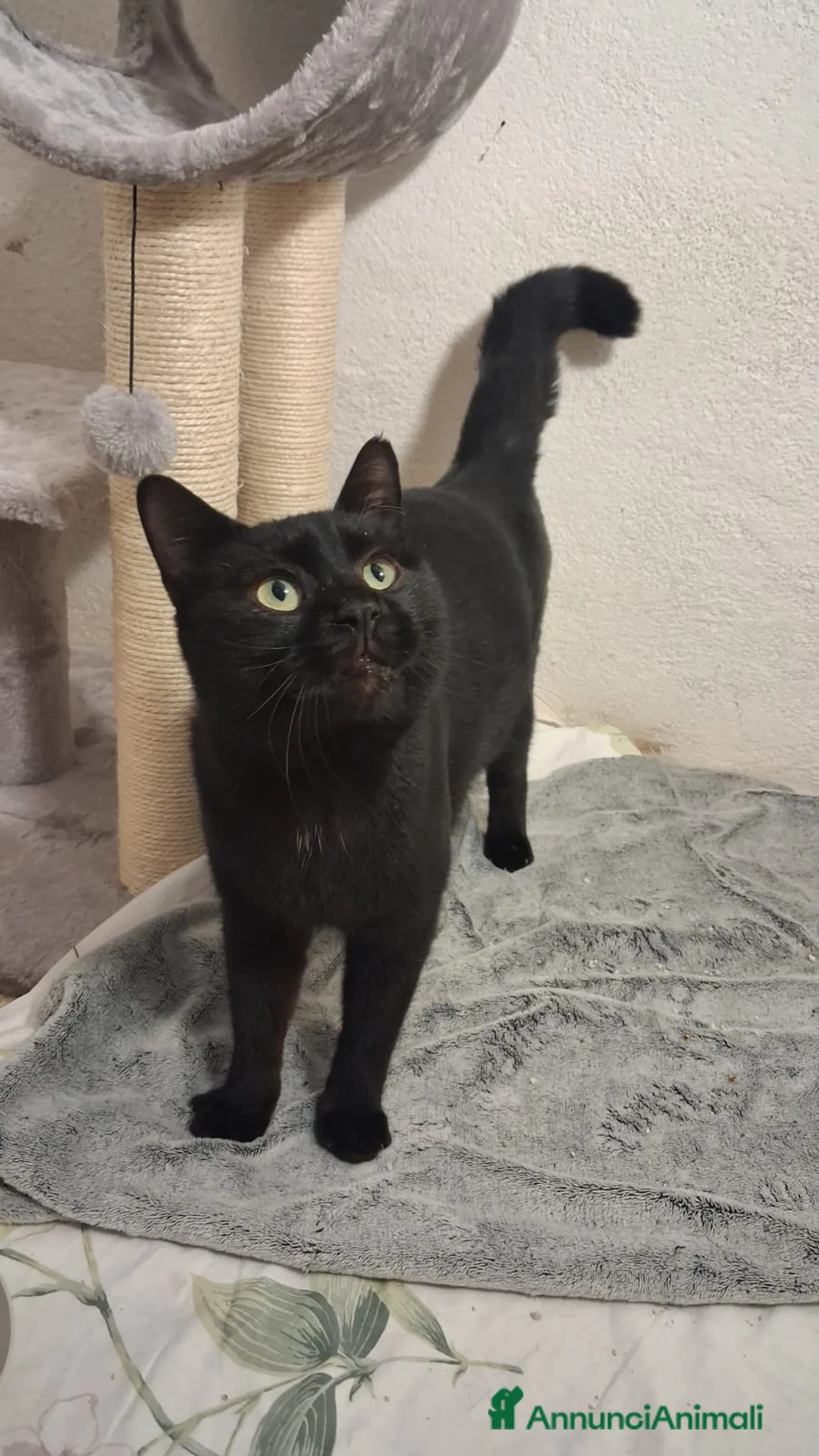 Altre razze gatti in regalo: GATTI SOCIEVOLI - Annuncio 5