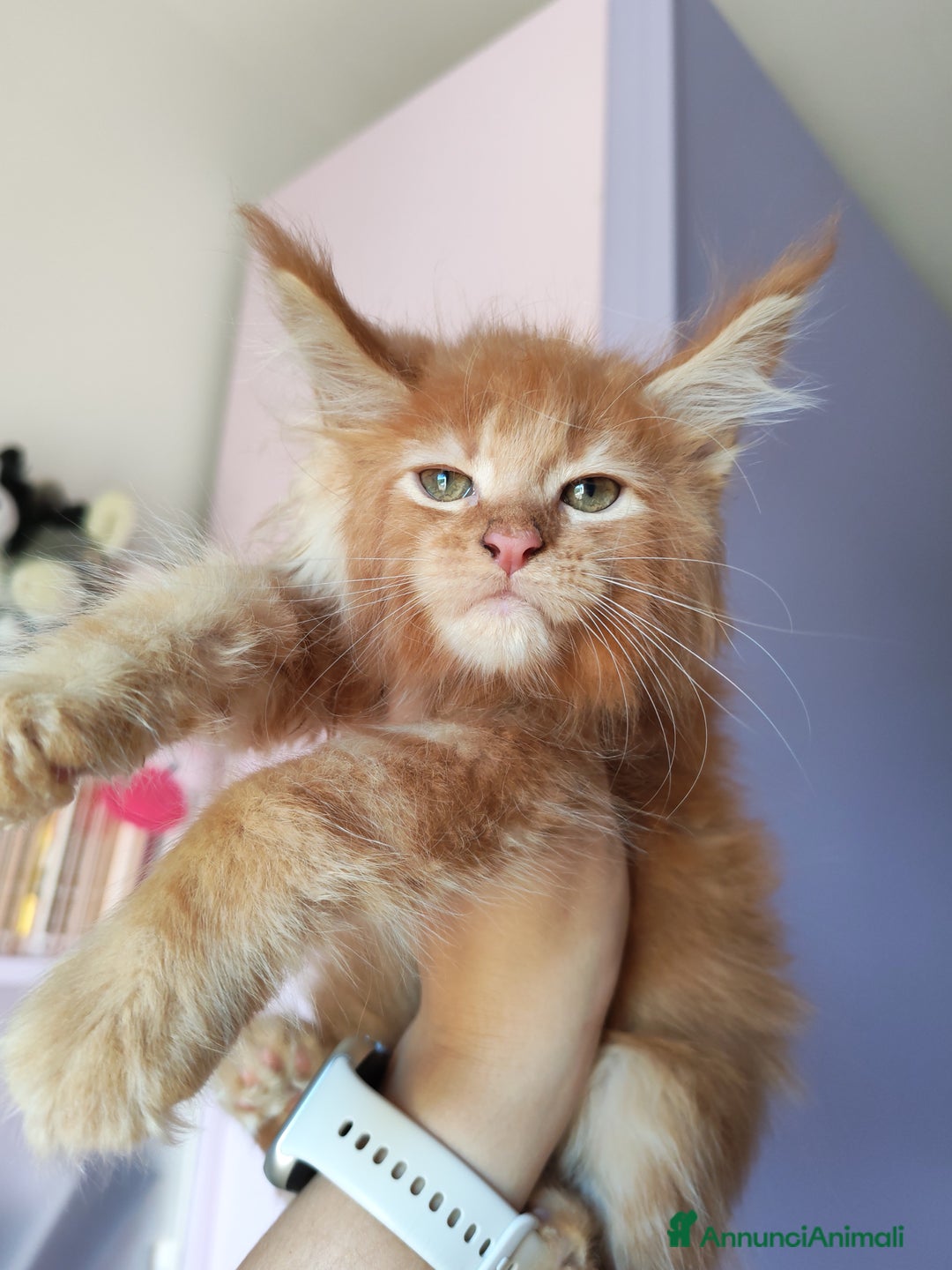 Maine Coon gatti in vendita: DOLCISSIMI CUCCIOLI - Immagine 4