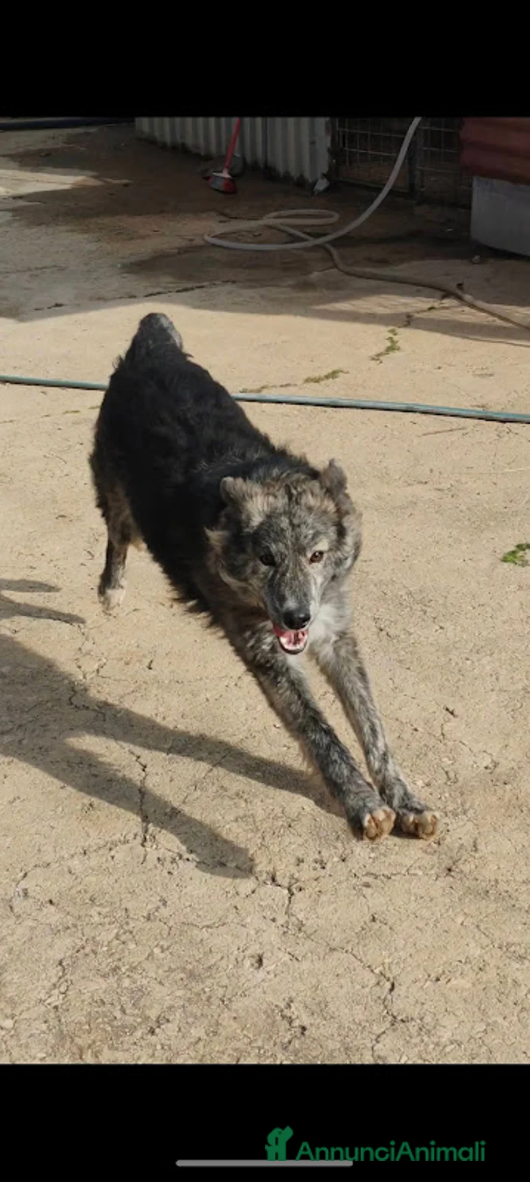 Meticcio cani in regalo: 10 MESI 15 CHILI, DOLCE E MORBIDO GREY - Annuncio 2