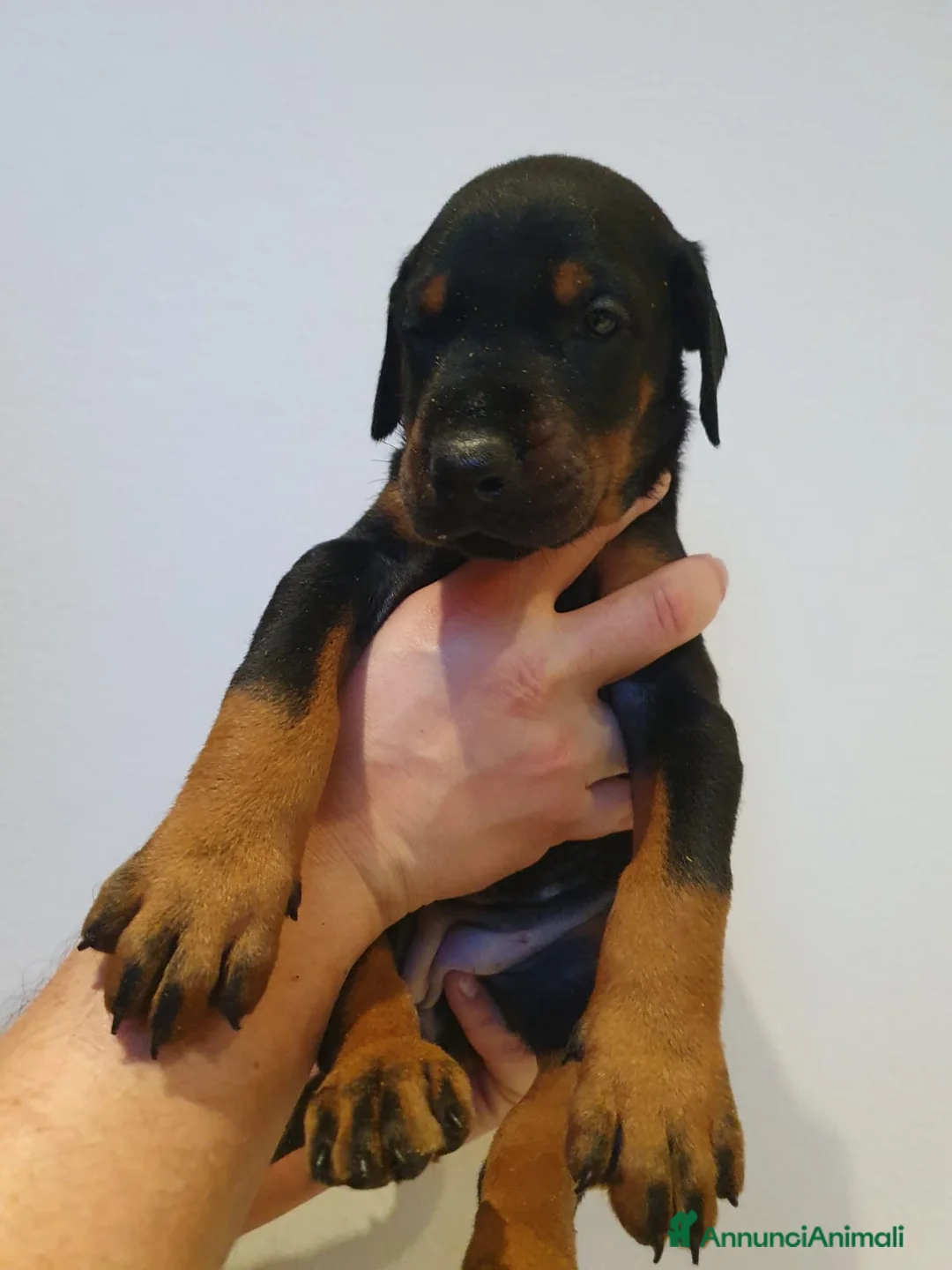 Dobermann cani in vendita: Cuccioli di Dobermann - Annuncio 24