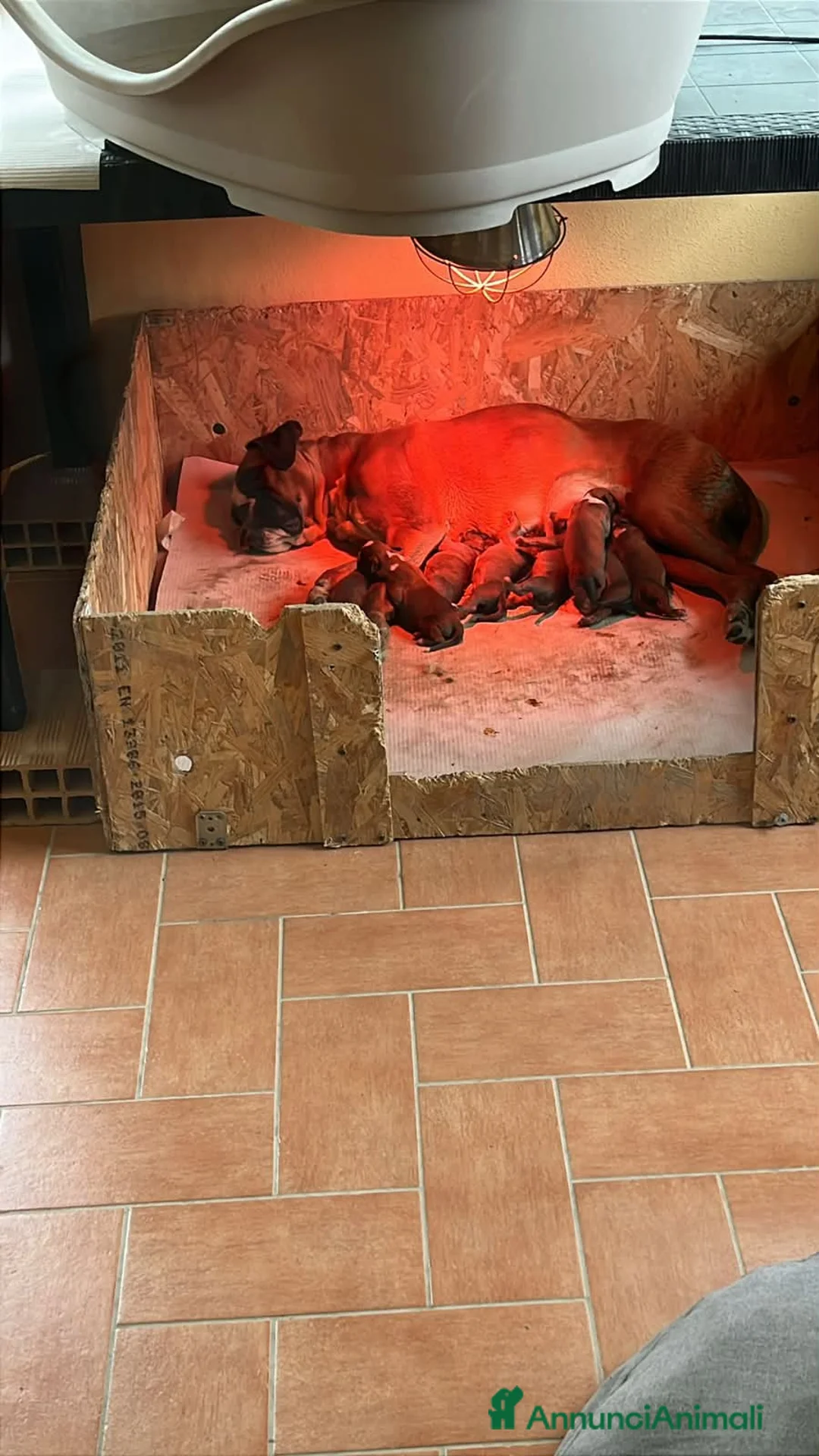 Boxer cani in vendita: 5 maschi fulvi - Annuncio 2