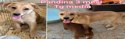 Meticcio cani in regalo: TROPPI CUCCIOLI SOLI IN RIFUGIO  a Provincia di Verona - Annuncio 9