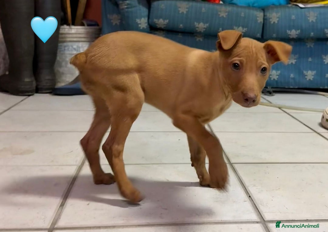 Cirneco dell'Etna cani in vendita: Cirneco dell' etna  - Annuncio 6