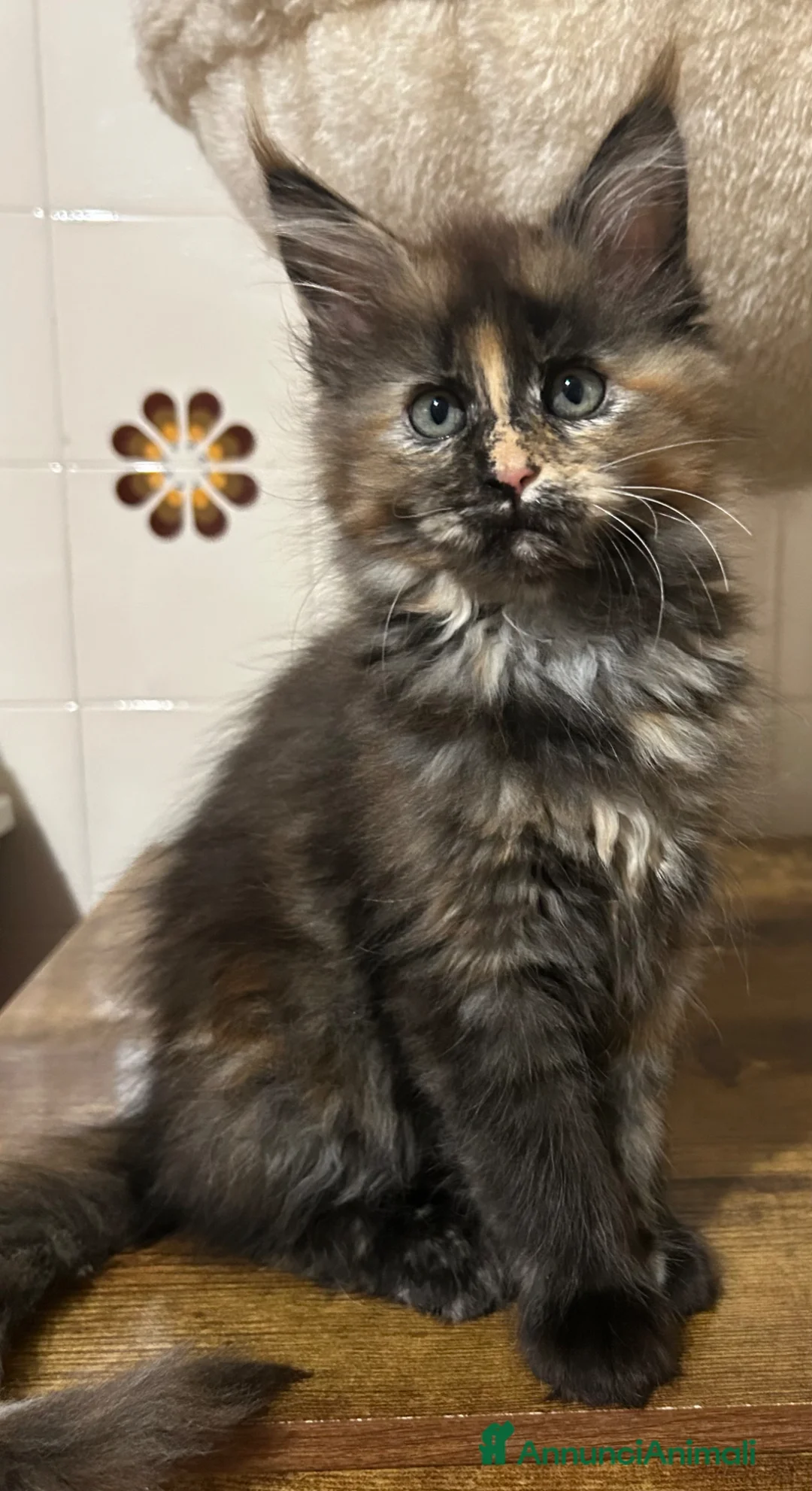 Maine Coon gatti in vendita: Maine Coon - Annuncio 4