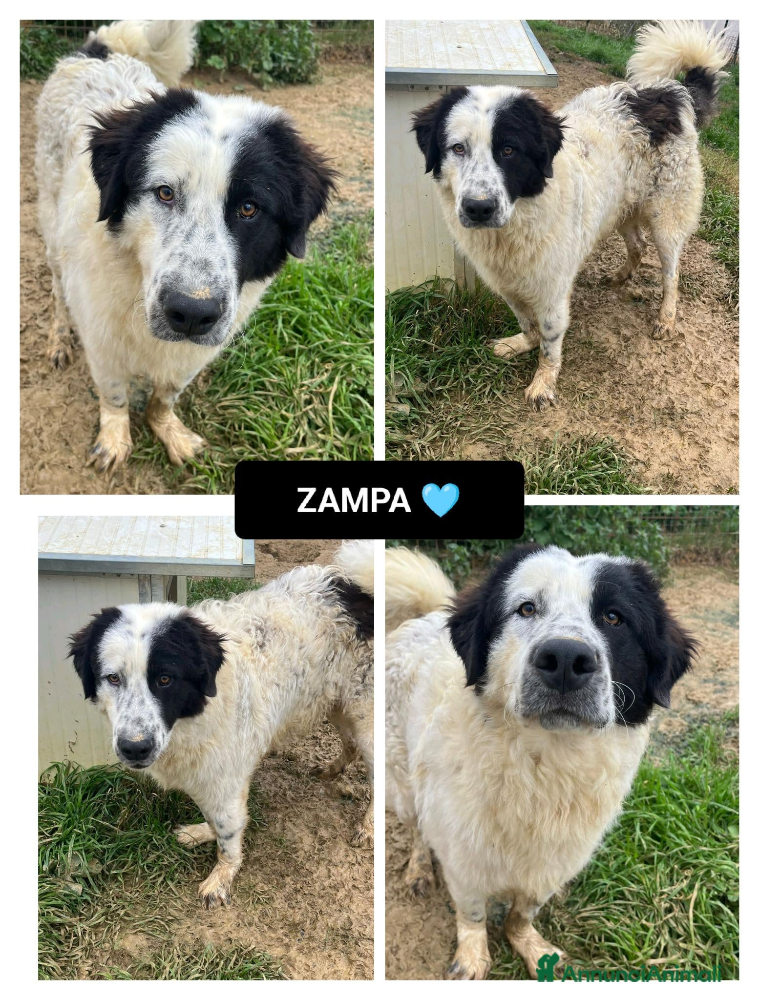 Altre razze cani zampa  - Annuncio 13