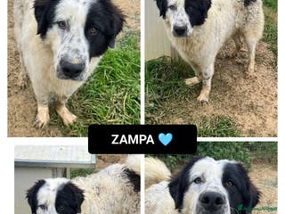 Altre razze cani zampa - Annuncio 13