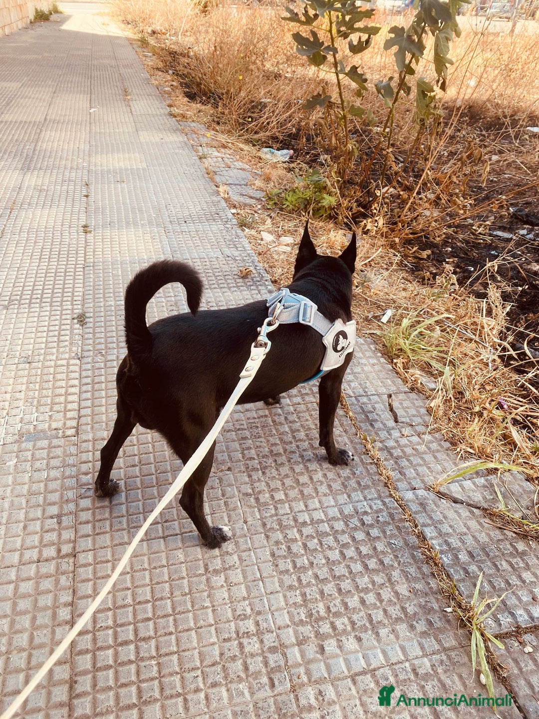 Pinscher Miniatura cani in regalo: Chicco pinscher molto tranquillo e coccolone - Annuncio 19