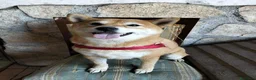 Shiba Inu cani in regalo: GEA 4anni - dolcissima - 9kg a Città metropolitana di Milano - Annuncio 3