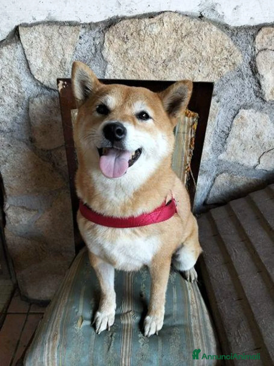 Shiba Inu cani in regalo: GEA 4anni - dolcissima - 9kg a Città metropolitana di Milano - Annuncio 3