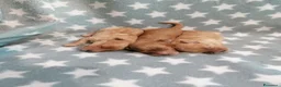 Barboncino cani in vendita: Barboncini nani cuccioli - Annuncio 1