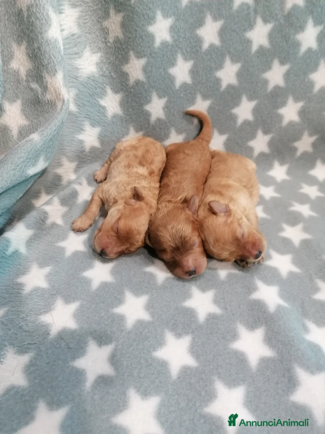 Barboncino cani in vendita: Barboncini nani cuccioli - Annuncio 1
