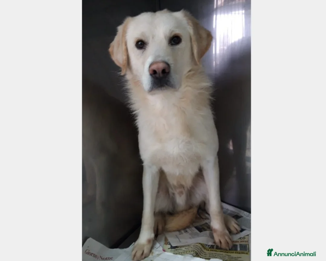 Labrador cani in regalo: THOR, giovane simil labrador cerca famiglia a Roma - Annuncio 4
