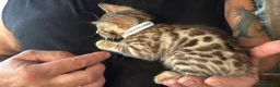 Bengala gatti in vendita: Bengal con difetto, in sconto  - Annuncio 1
