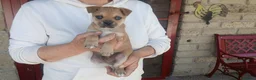 Meticcio cani in regalo: IL PICCOLO ZENO STA ASPETTANDO LA SUA MAMMA - Annuncio 4