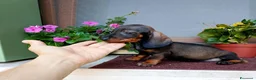 Bassotto cani in vendita: Bassotto pelo corto femmina con pedigree  - Annuncio 10