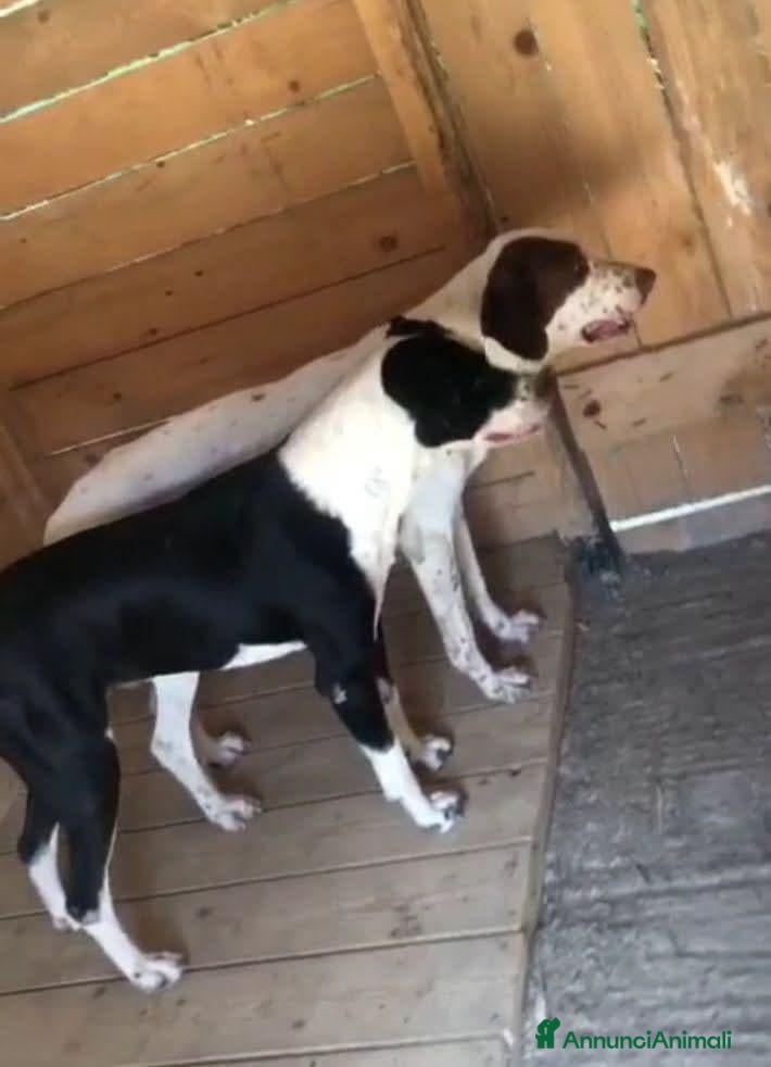 Meticcio cani x 6 fratelli e sorelle POINTER di 6 anni - Annuncio 29