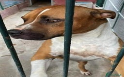 American Staffordshire cani in regalo: Amstaff viveva felice coi bimbi,poi il canile!ROMA a Città metropolitana di Milano - Immagine 6