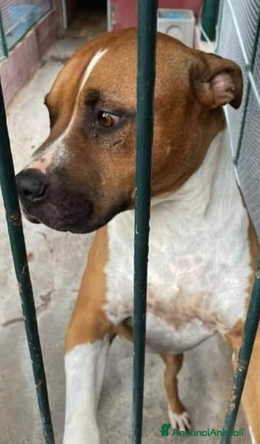 American Staffordshire cani in regalo: Amstaff viveva felice coi bimbi,poi il canile!ROMA a Città metropolitana di Milano - Immagine 6