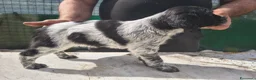 Breton cani in vendita: Cucciole Breton a Provincia di Pavia - Annuncio 6