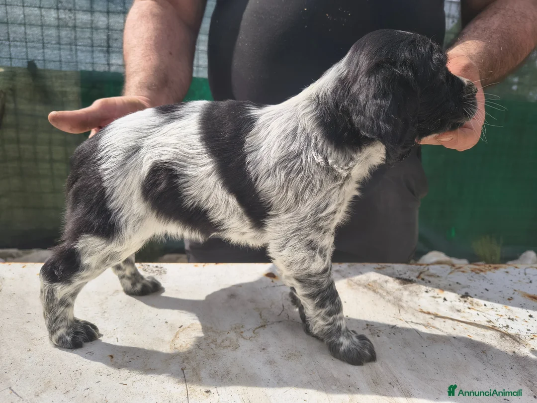 Breton cani in vendita: Cucciole Breton a Provincia di Pavia - Annuncio 6