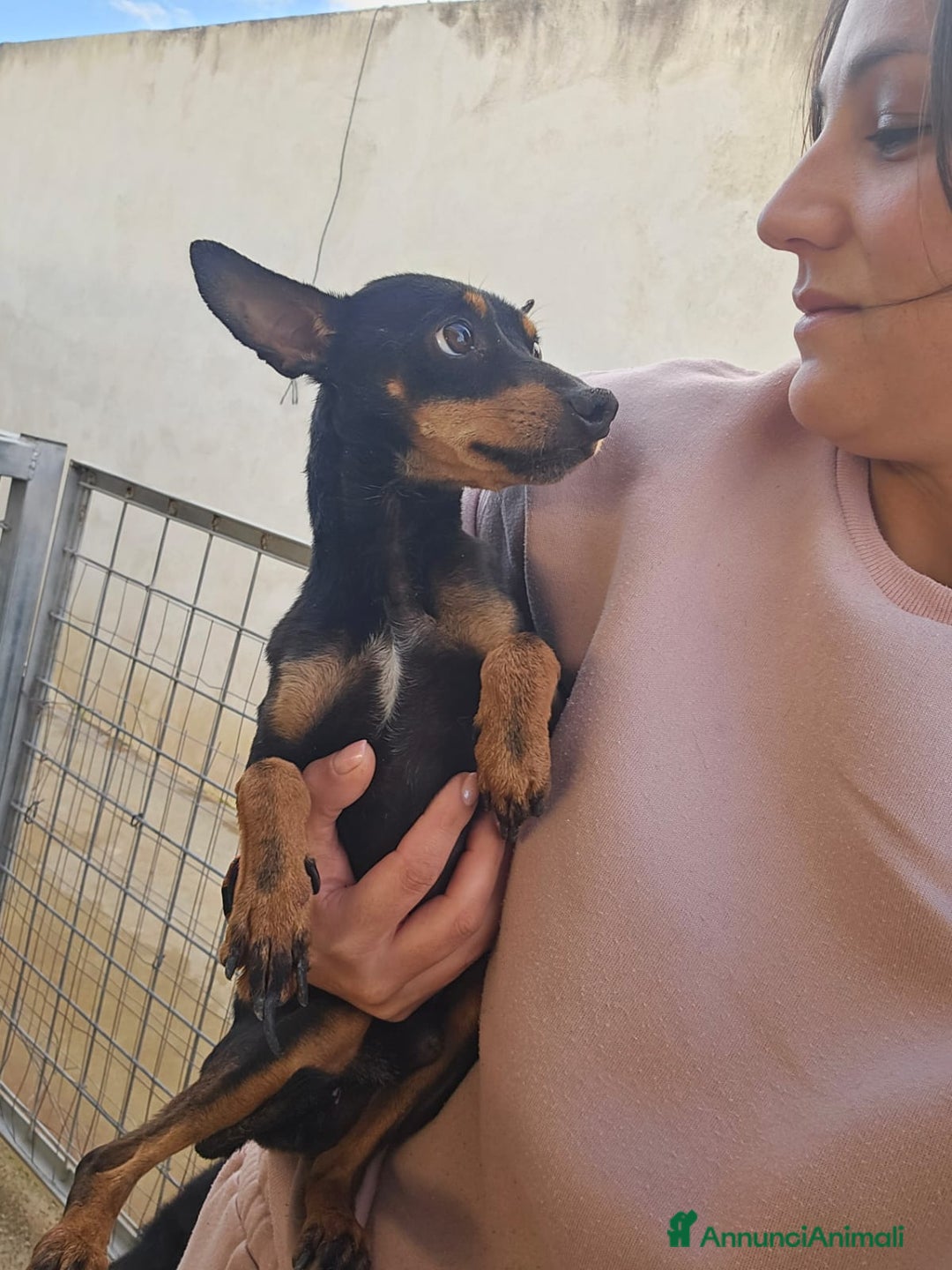 Meticcio cani in regalo: Zenit: simil pinscherino dolce e timido  - Annuncio 1