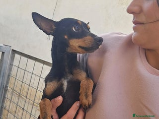 Meticcio cani Zenit: simil pinscherino dolce e timido - Annuncio 12