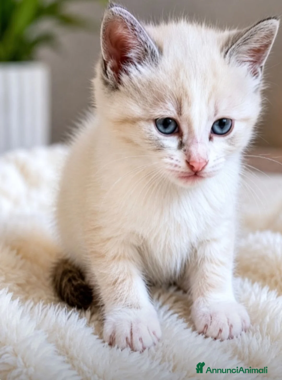 Siamese gatti in vendita: Gattini siamesi seal e tabby point  - Annuncio 4