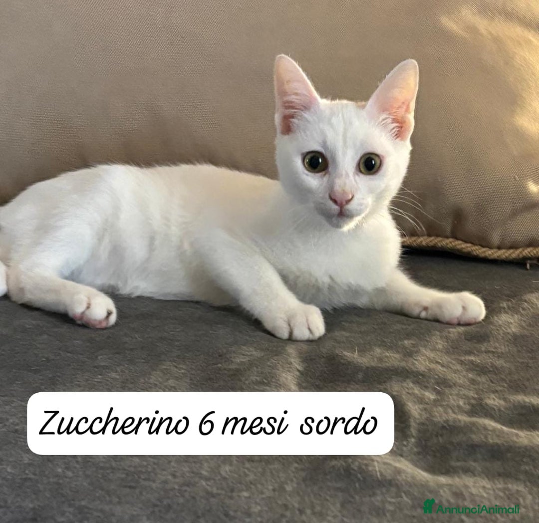 Altre razze gatti in regalo: Gattini destinati alla colonia  - Annuncio 11