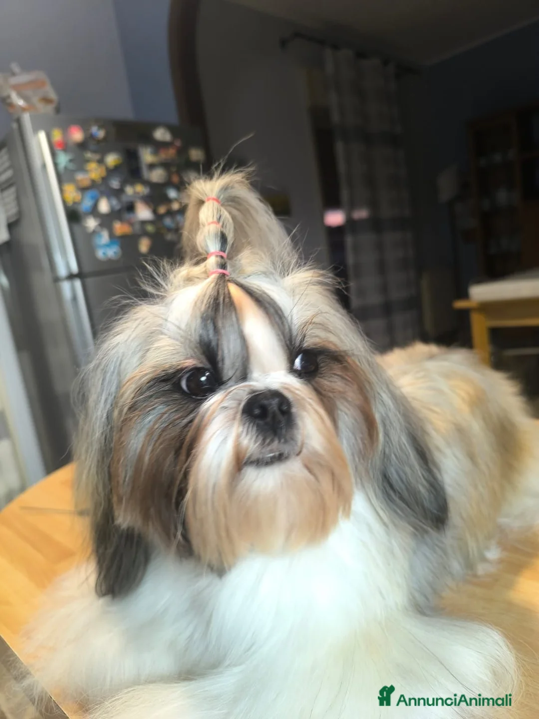 Shih Tzu cani in vendita: 3 cuccioli shih tzu  - Annuncio 1
