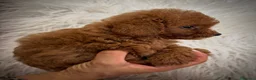 Barboncino Toy cani in vendita: Barboncino Toy  - Annuncio 4