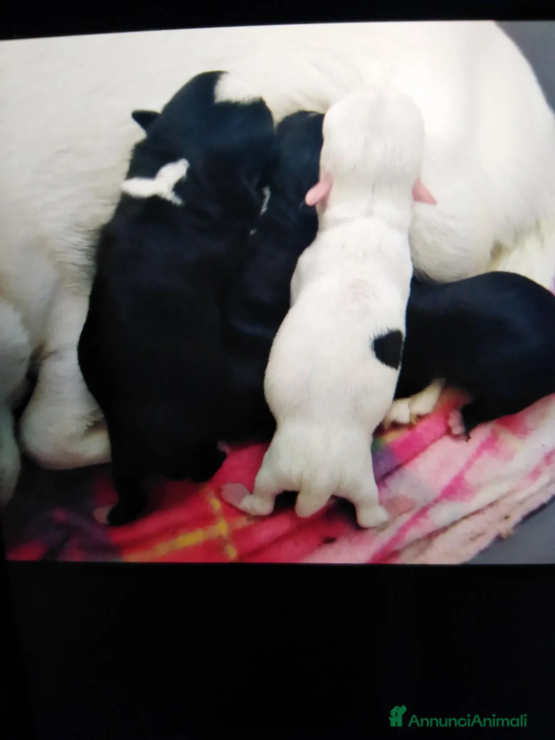 Chihuahua cani in vendita: Chihuahua cucciolo pelo corto  - Annuncio 2