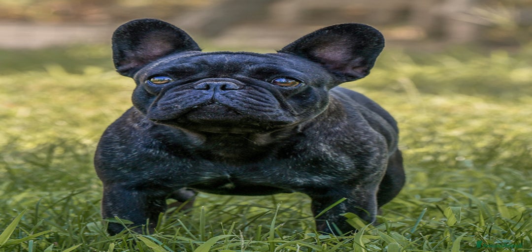 Immagine della galleria {{count}}