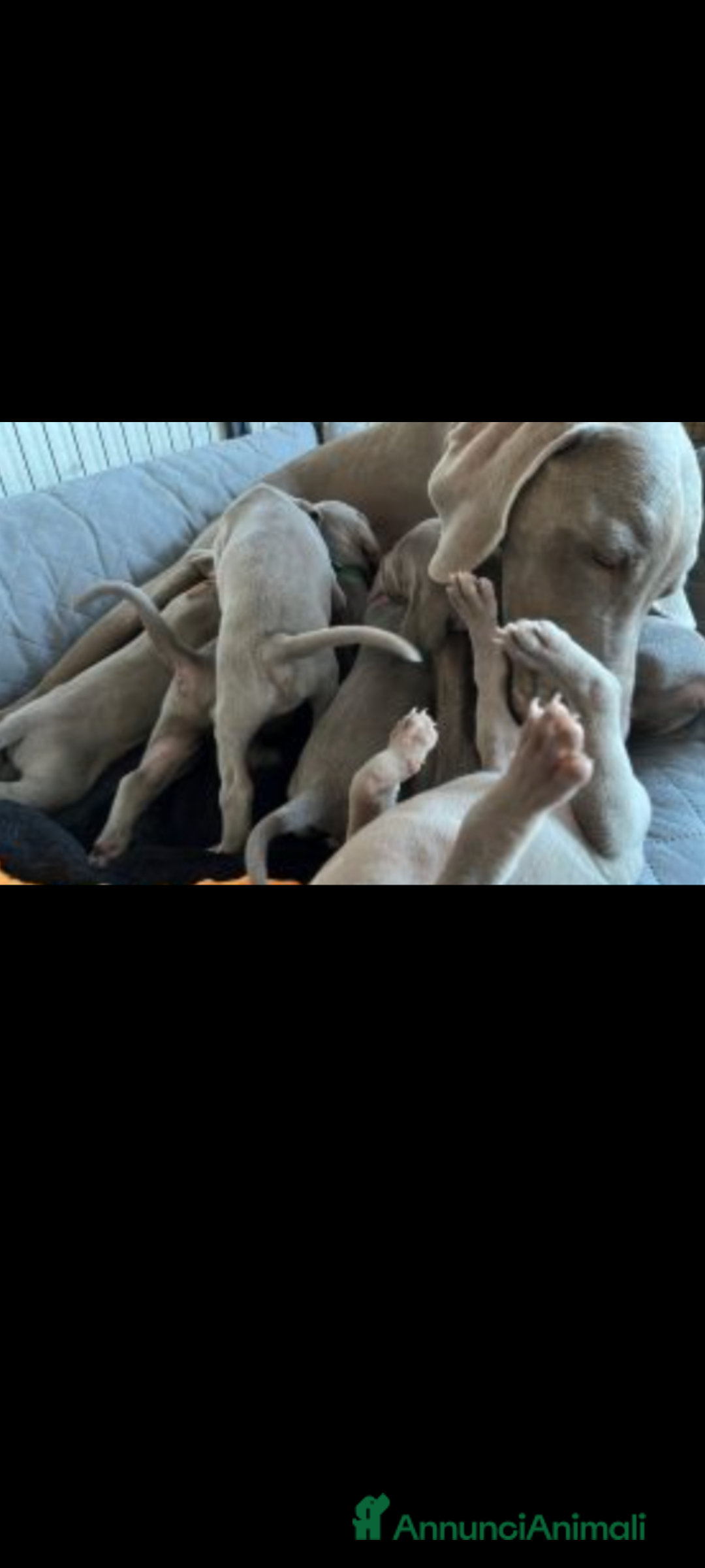 Weimaraner cani Cuccioli weimaraner  - Annuncio 14