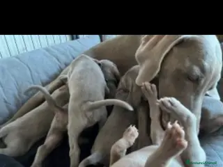 Weimaraner cani Cuccioli weimaraner - Annuncio 14