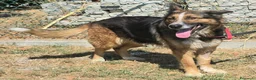 Meticcio cani in regalo: Ofelia 4 anni mix pastore tedesco  - Annuncio 2
