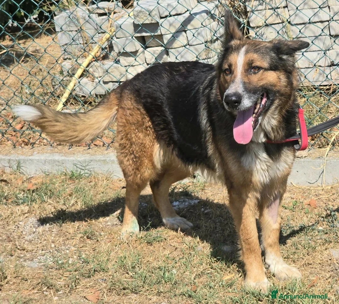 Meticcio cani in regalo: Ofelia 4 anni mix pastore tedesco  - Annuncio 2