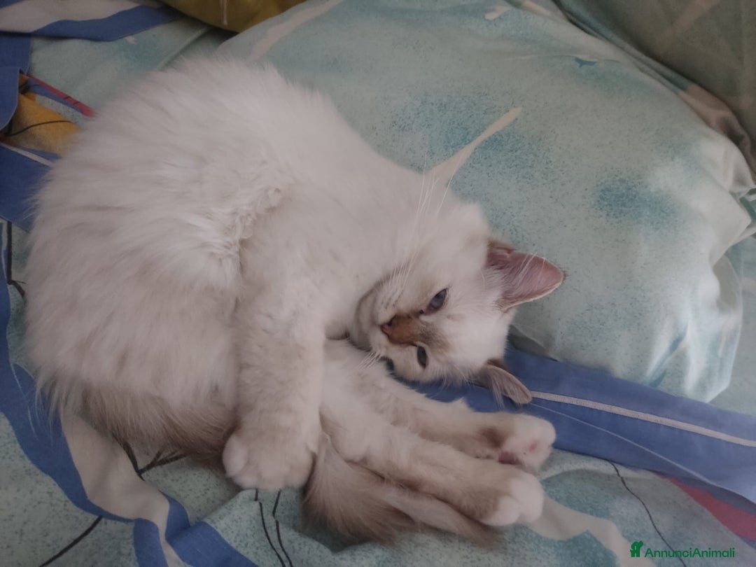 Sacro di Birmania gatti in vendita: Sacro di Birmania  - Immagine 4
