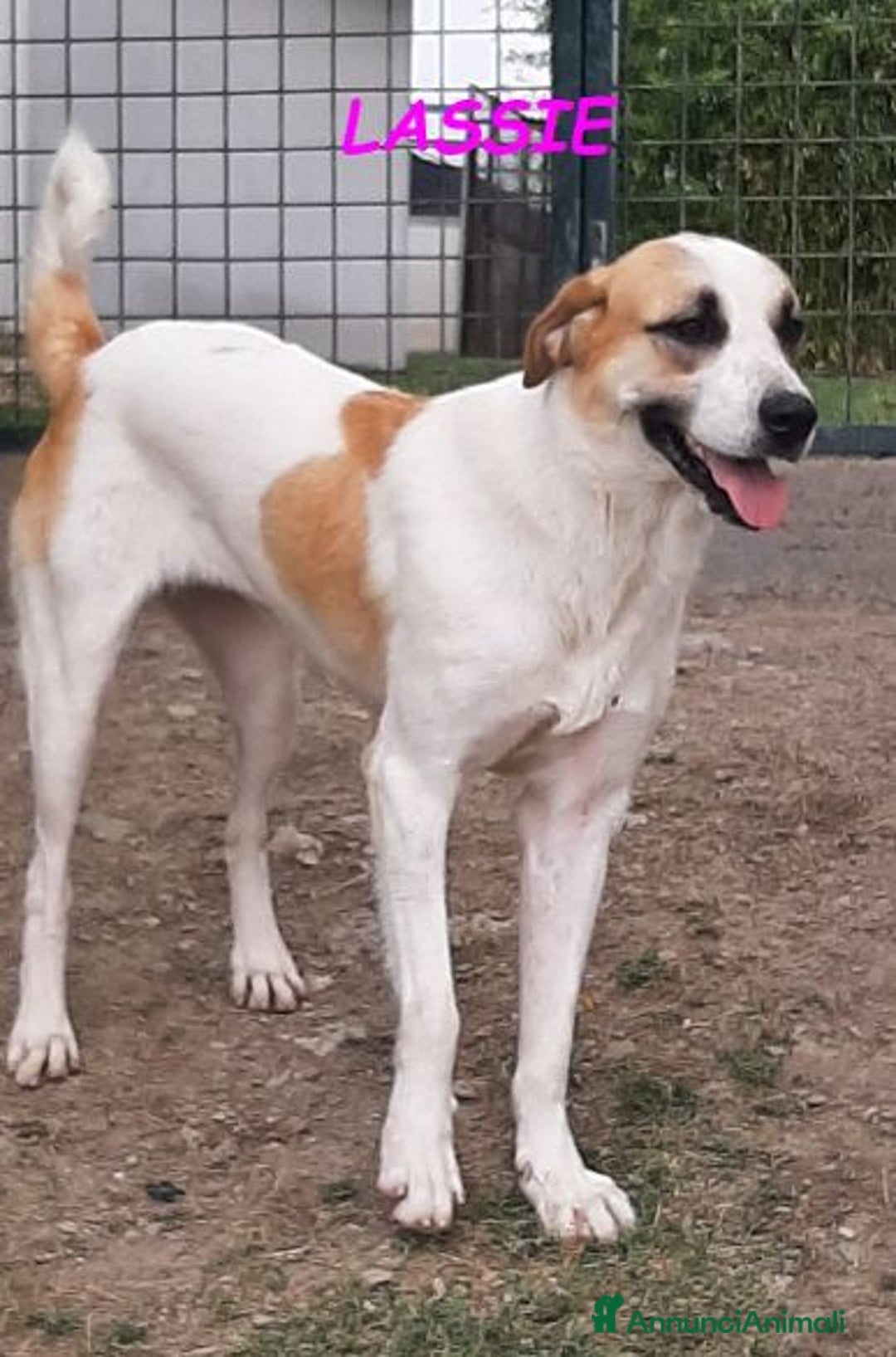 Meticcio cani in regalo: LASSIE giovane e simpatica! - Annuncio 1