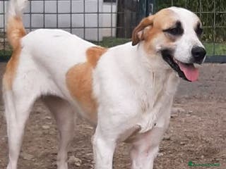 Meticcio cani LASSIE giovane e simpatica! - Annuncio 2