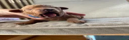 Barboncino Toy cani in vendita: Splendidi cuccioli Barboncino Toy RED a Provincia di Perugia - Annuncio 2