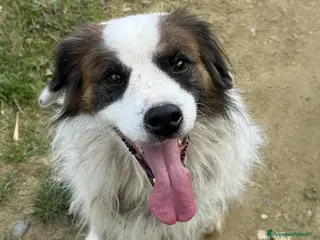 Meticcio cani FLOCKY, in canile si dispera! Cerca famiglia - Annuncio 38