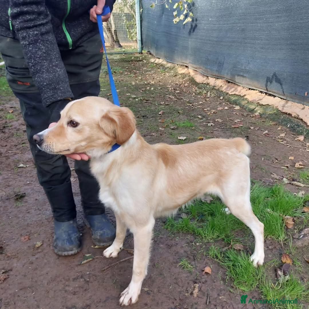 Meticcio cani in regalo: Zip dolcissimo a Provincia di Viterbo - Annuncio 2