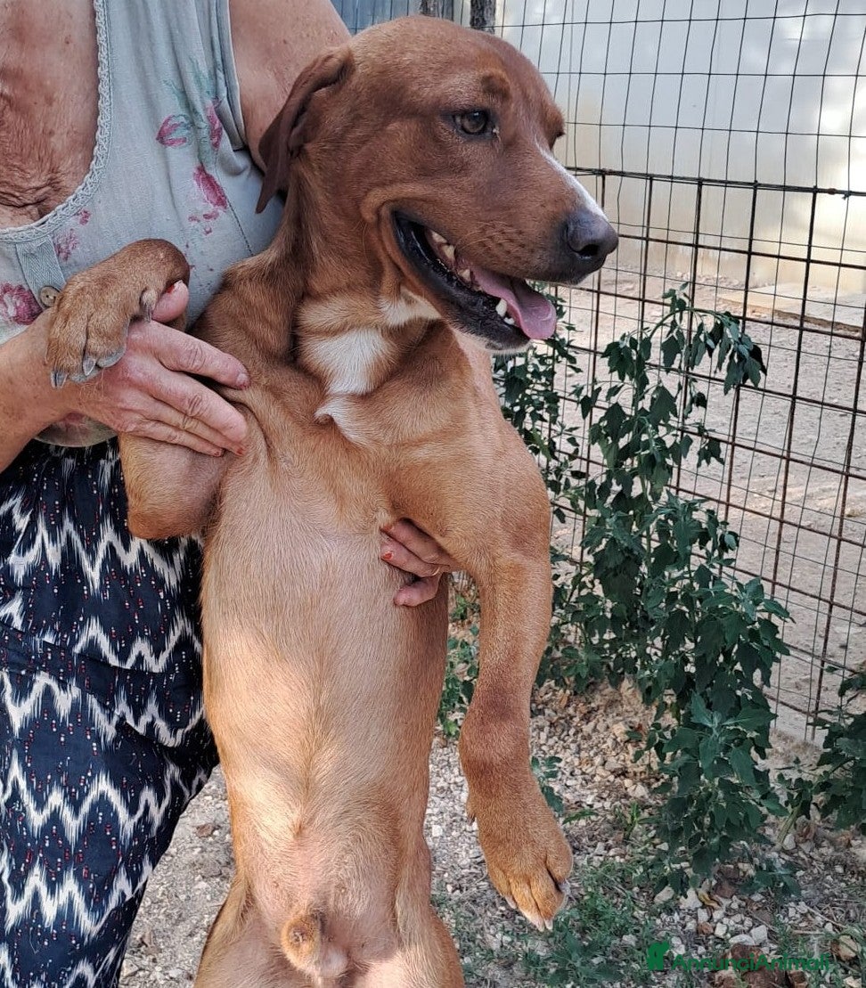 Meticcio cani IL FANTASTICO CORFU' - Annuncio 41