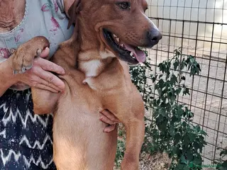 Meticcio cani IL FANTASTICO CORFU' - Annuncio 39