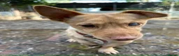 Meticcio cani in regalo: Ernesto: dolce monello taglia piccola  - Annuncio 4