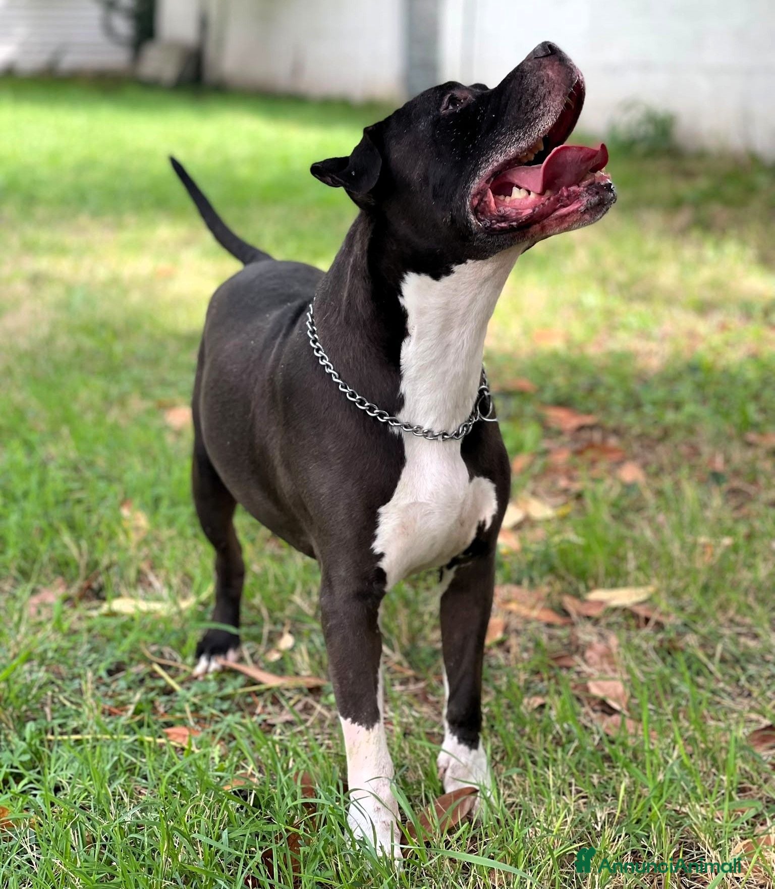 Meticcio cani FLACO CERCA FAMIGLIA - Annuncio 28