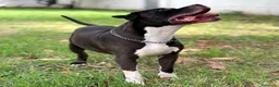 Meticcio cani in regalo: FLACO CERCA FAMIGLIA - Annuncio 1
