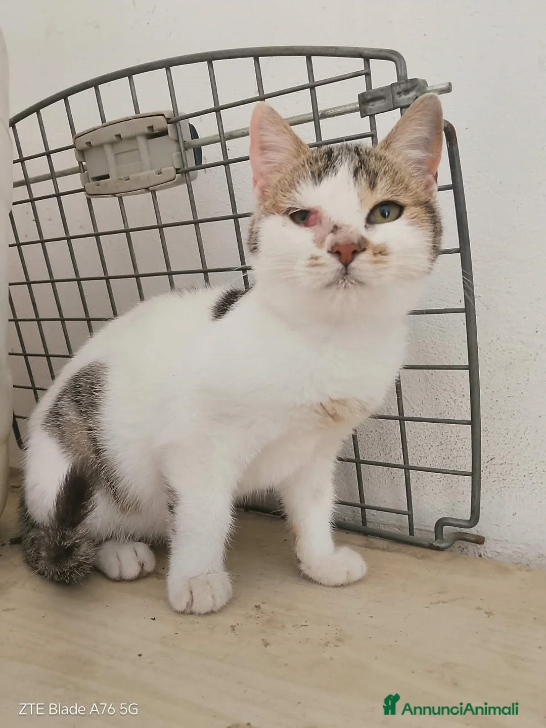 Meticcio gatti in regalo: affettuosi gattini in regalo - Annuncio 3